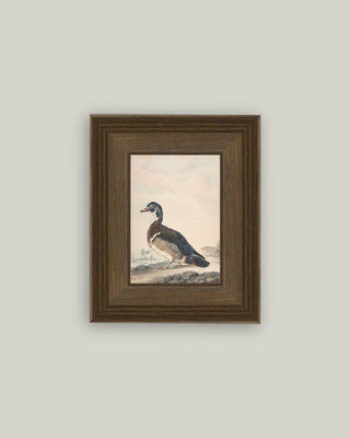A Duck Framed Art